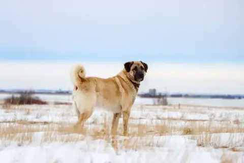 Ein stattlicher Kangal Hund steht im Schnee, sein Fell hellbraun, der Schwanz aufgerollt.