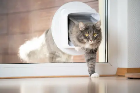 Grauer Kater nutzt eine Katzenklappe im Fenster, um ins Haus zu gelangen.