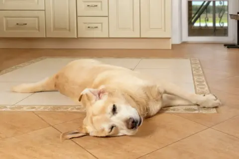 Ein gelber Labrador liegt auf dem Boden, die Augen geschlossen, als ob er einen epileptischen Anfall hätte.
