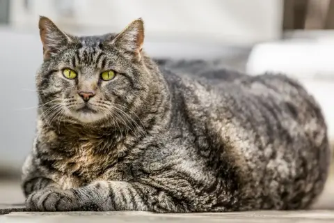 Getigerte Katze mit gelben Augen, die aufmerksam blickt. Achten Sie auf Anzeichen wie vermehrtes Trinken oder Heißhunger, mögliche katze diabetes symptome.