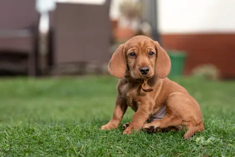 Ein süßer Basset Fauve de Bretagne Welpe sitzt im Gras.