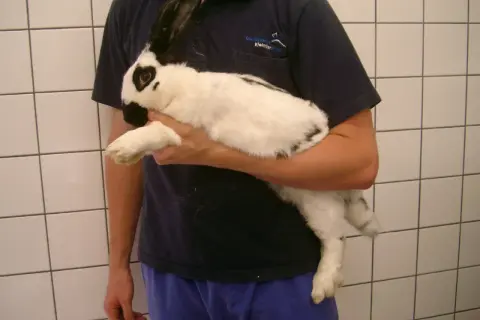Ein Mann hält ein schwarz-weißes Kaninchen. Man hört, wie der Kaninchen bauch gluckert, vielleicht ist es hungrig.