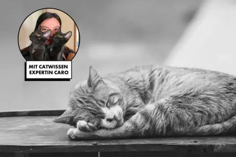 Katzenexpertin Caro erklärt, wie Katzen trauern. Ein schlafendes Kätzchen ruht sich aus.