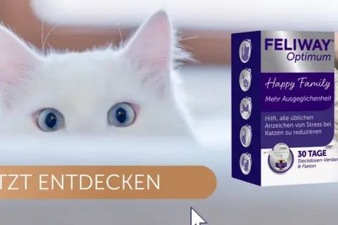 Weiße Katze mit blauen Augen blickt neugierig. Feliway Optimum hilft, warum faucht eine Katze, für mehr Ausgeglichenheit. JETZT ENTDECKEN.