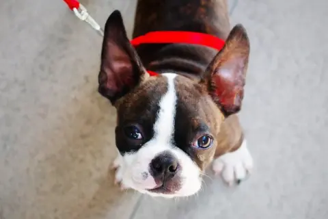Ein süßer Boston Terrier mit großen Ohren und einem roten Halsband blickt neugierig nach oben.