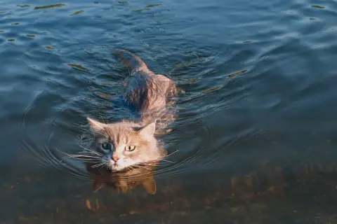 Ein grauer Kater schwimmt durch klares Wasser. Vielleicht fragt er sich, warum haben Katzen Angst vor Wasser, während er selbst schwimmt.