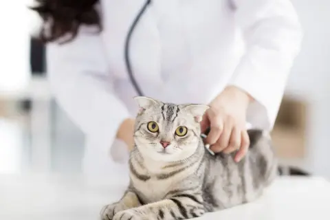 Tierarzt untersucht Katze mit Schmerzen am Hinterteil.