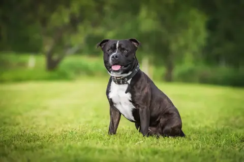 Ein freundlicher Staffordshire Bullterrier sitzt im Gras und lächelt.