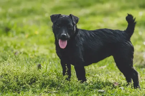 Ein schwarzer Patterdale Terrier steht auf einer grünen Wiese, die Zunge hängt heraus.