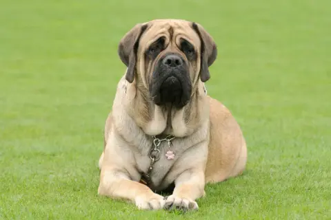 Ein majestätischer englischer Mastiff, 155 kg schwer, liegt entspannt auf grünem Gras.