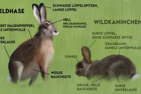 Gegenüberstellung: Feldhase mit langen Läufen und hellen Ohrenspitzen vs. Wildkaninchen mit kurzen Läufen und dunklen Ohren.