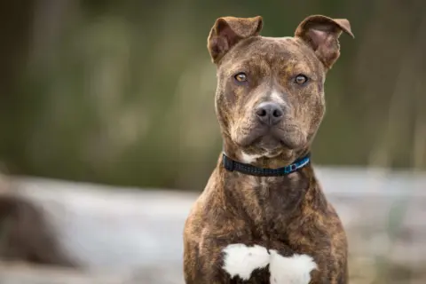 Ein American Pit Bull Terrier mit brindle Fell und weißen Flecken blickt aufmerksam in die Kamera.