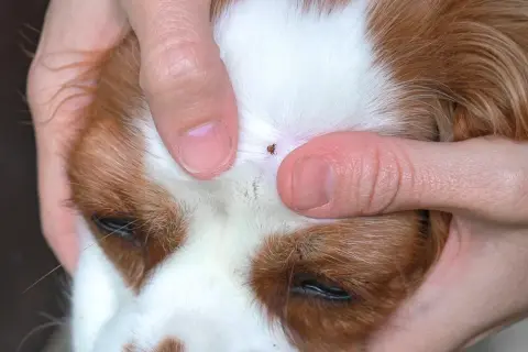 Zecke auf Hundekopf. Finger halten die Haut auseinander, um die Zecke zu entfernen. Suche nach Hausmittel gegen Zecken bei Hunden.