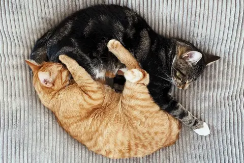 Zwei Katzen kuscheln eng verschlungen auf einem gestreiften Kissen. Sie schlafen tief und fest, was zeigt, wie lange schlafen katzen.