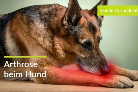 Deutscher Schäferhund mit gerötetem Bein, was auf Arthrose beim Hund und deren Symptome hinweist. Hunde-Gesundheit im Fokus.