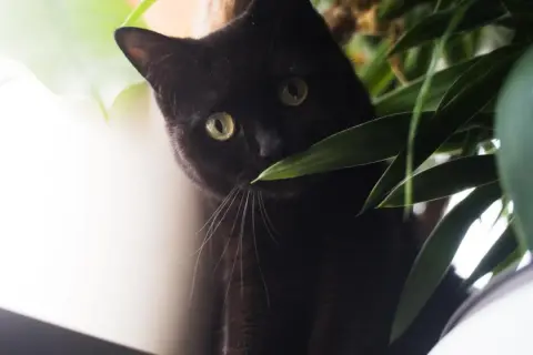 Schwarze Katze mit grünen Augen versteckt sich hinter Pflanzen. Vielleicht ein Beruhigungsmittel Katze vom Tierarzt, um sie zu beruhigen.