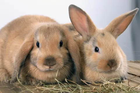 Zwei süße Kaninchen, eines mit Schlappohren. Sie sehen aus, als würden sie sich fragen, wie viele Kaninchenrassen es gibt.