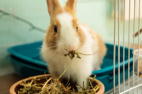 Ein süßes Kaninchen frisst im Käfig. Es ist allein, aber hat genug Heu.