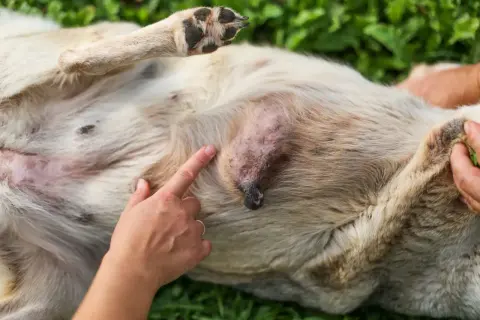 Ein Finger zeigt auf einen kleinen, verdächtigen Knoten am Bauch eines Hundes. Dies könnte ein Mammatumor im Anfangsstadium sein.