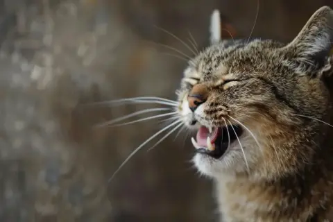 Katze niest oft, vielleicht wegen eines Tumors. Ihr Maul ist weit geöffnet, die Augen geschlossen.