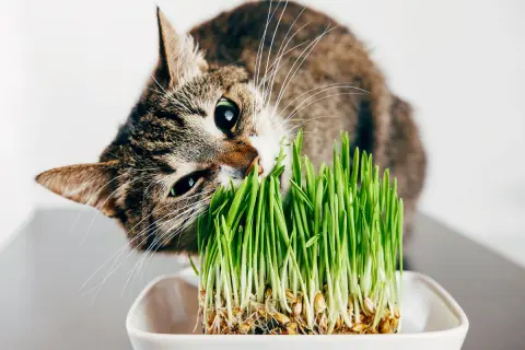Katze knabbert an frischem Grün, eine gesunde alternative zu katzengras.