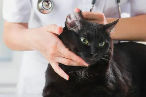 Tierarzt untersucht schwarze Katze, die sich blutig kratzt.