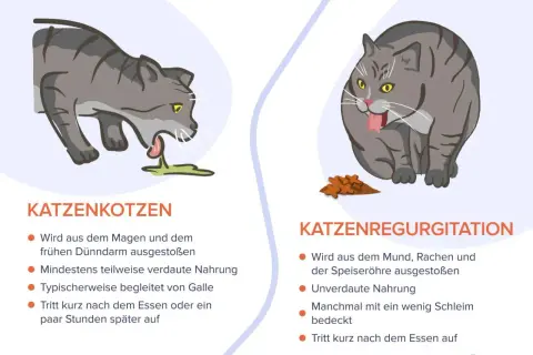 Graue Katze erbricht Futter. Links eine Katze, die sich erbricht, rechts eine Katze, die Futter ausspuckt.
