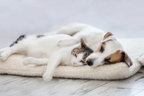 Ein Hund und eine Katze schlafen eng aneinander gekuschelt auf einer weichen Decke.