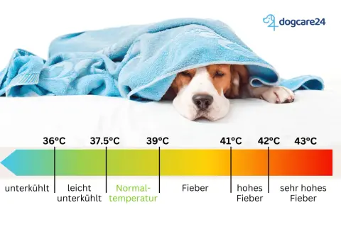 Ein Hund liegt unter einer Decke. Eine Skala zeigt die normale Temperatur eines Hundes an, die zwischen 37,5°C und 39°C liegt.