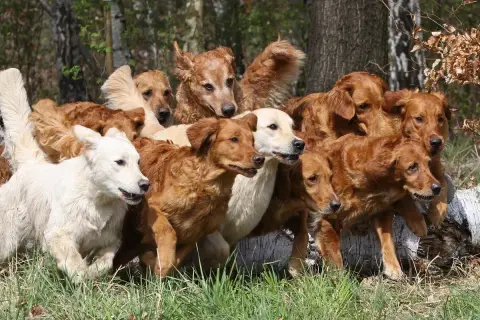 Eine Gruppe von Golden Retrievern in verschiedenen goldenen Farben, von hellcremig bis tiefrotbraun, steht dicht gedrängt im Gras.