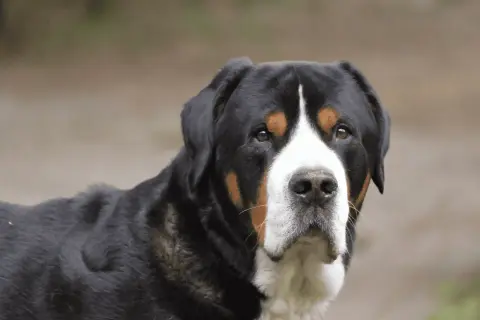 Ein großer Schweizer Sennenhund mit treuen Augen blickt in die Kamera. Sein Fell ist schwarz mit braunen und weißen Abzeichen.