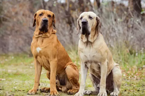 Zwei stattliche Fila Brasileiro Hunde sitzen im Freien. Der braune Hund links hat einen weißen Fleck auf der Brust.