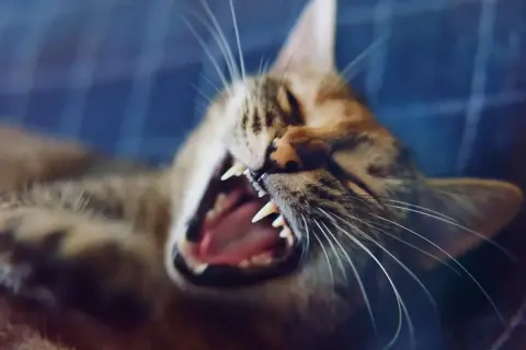 Eine Katze knurrt andere Katze an, mit weit geöffnetem Maul und scharfen Zähnen.
