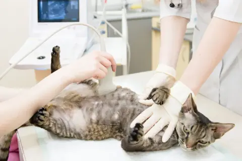 Tierärztin untersucht Katze mit Ultraschall. So kann man herausfinden, wie lange Katzen schwanger sind.