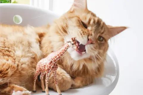 Orange Katze mit Pica Syndrom beißt in Giraffen-Spielzeug.
