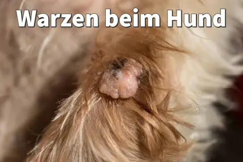 Nahaufnahme einer Warze bei einem Hund. Informationen zu Hausmitteln bei Warzen am Hund.