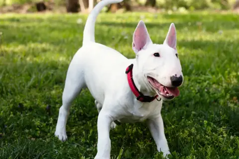 Ein weißer Miniature Bull Terrier mit rotem Halsband steht auf einer grünen Wiese und wedelt mit dem Schwanz.