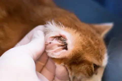 Eine Hand in einem weißen Handschuh untersucht das Ohr einer orangefarbenen Katze. Im Ohr sind dunkle Ablagerungen zu sehen.