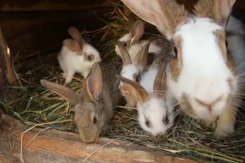 Einige süße kaninchen baby neugeborene kuscheln sich in ihrem Nest aus Heu.