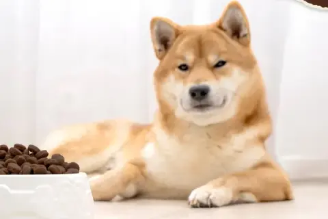 Ein Shiba Inu liegt neben einem Napf mit Futter. Der Hund frisst nicht und trinkt viel, was besorgniserregend ist.