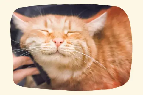 Eine zufriedene orangefarbene Katze genießt das Streicheln, ein schönes Beispiel dafür, wie man eine Katze in der Wohnung halten kann.