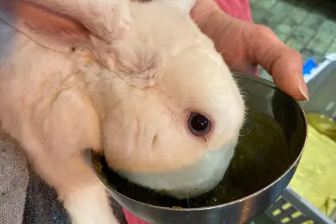 Ein weißes Kaninchen mit schief gehaltenem Kopf trinkt aus einem Napf.