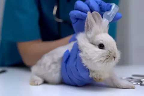 Ein Tierarzt gibt einem weißen Kaninchen mit blauen Handschuhen Tropfen ins Ohr.