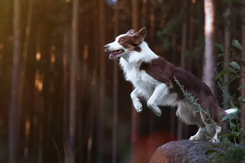 Ein brauner Border Collie springt über einen Stein im Wald.