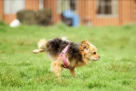 Kleiner Hund mit rosa Geschirr hebt Bein im Gras. Ein besorgter Blick könnte auf Blut im Urin hindeuten.