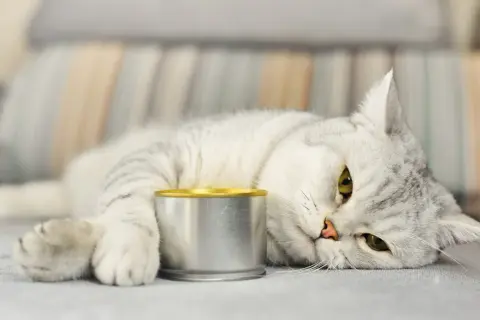 Graue Katze liegt neben einer Dose Futter, die sie kaum anrührt. Sie hat wohl keinen großen Hunger.