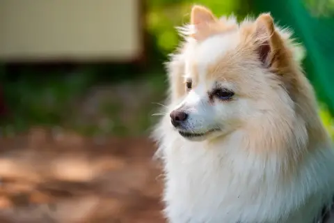 Ein süßer spitz hund mit flauschigem Fell blickt nachdenklich in die Ferne.