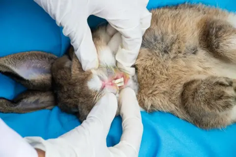 Tierarzt untersucht Kaninchenmaul auf Abszess. Hausmittel können bei leichten Entzündungen helfen, aber bei Verdacht auf Abszess ist professionelle Hilfe nötig.