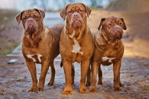 Drei imposante Bordeaux Doggen stehen nebeneinander im Freien.