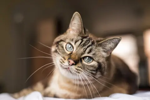 Eine getigerte Katze mit blauen Augen liegt entspannt da und schnurrt, obwohl sie nicht gestreichelt wird.